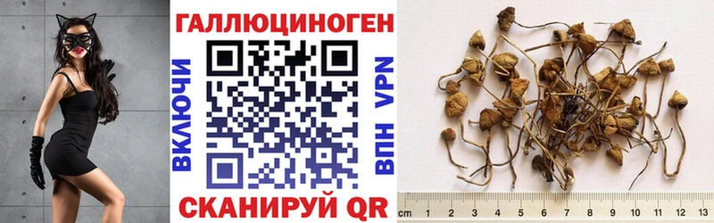 МЕГА ссылки  где найти наркотики  Кыштым  Галлюциногенные грибы Magic Shrooms 